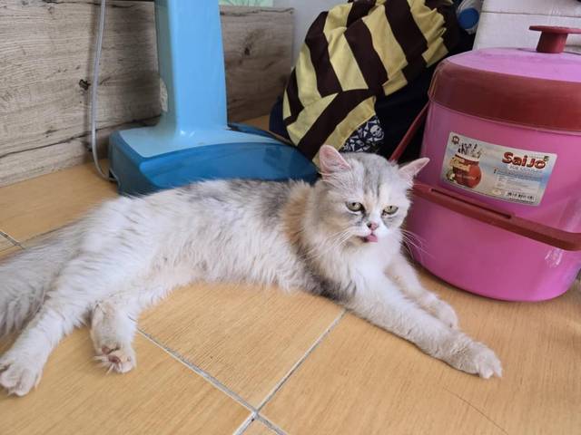 แมว สีขาว เปอะ ขนฟูยาว สีขาวปนสมนิดๆ มีเทานิดๆ