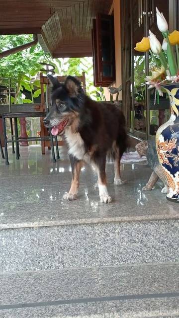 สุนัข ขาว ดำ น้ำตาล หลัง · ไม่มี