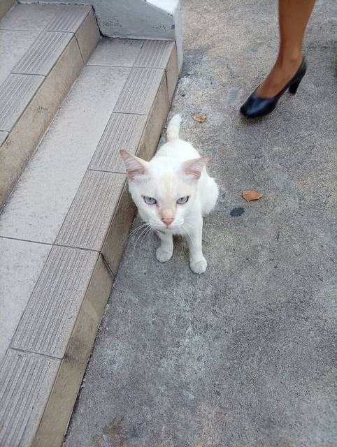 แมว ขาว ครีม พบเจอเซเว่นอยู่ตรงอาคารธูปะเตมีย์พนักงานในเซเว่นบอกว่าไม่มีเจ้าของแต่ชอบแอบเข้ามาในเซเว่นพนักงานจะต้องอุ้มออกไปวางข้างนอกตลอดเลย