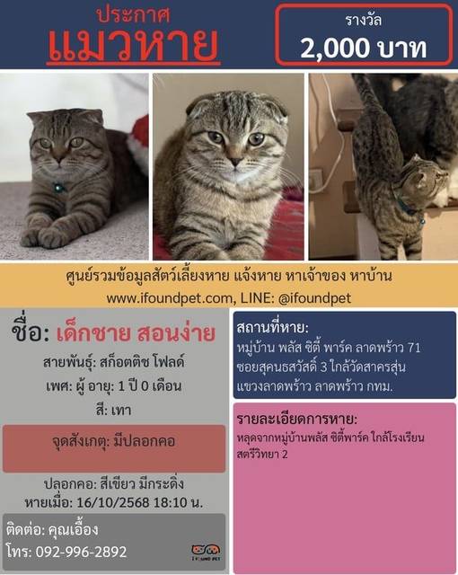 แมว เทา มีปลอกคอ · สีเขียว มีกระดิ่ง