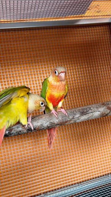 นก เขียว สีเขียวหางแดง