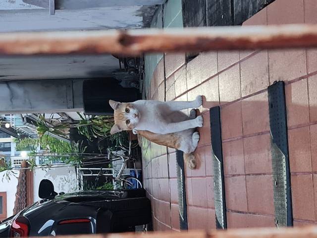 แมว ส้ม ขาว ตอนแรกที่มากินข้าว น้องมีปลอกคอน่าจะสีเขียว มีกระพรวนเสียงดัง แต่ตอนหลังปลอกคอหลุดหายไปแล้ว สีส้มขาว หางสั้นเหมือนหางกุด