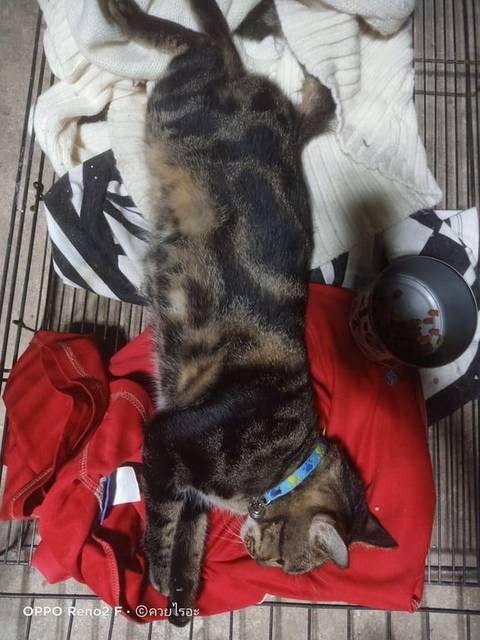 แมว น้ำตาลดำ