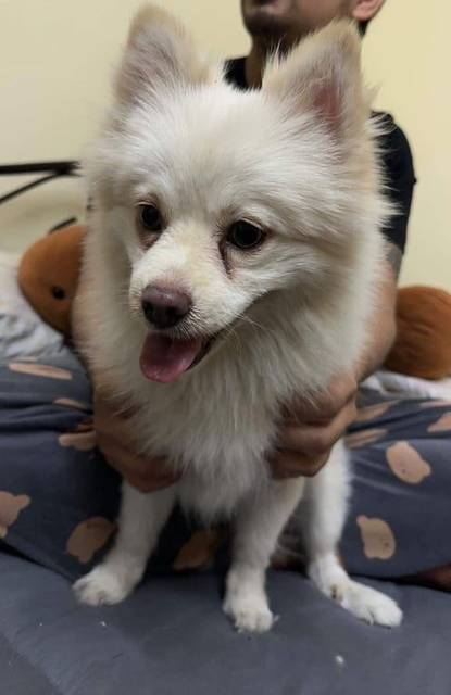 สุนัข ขาว ขนฟูสวยสีขาวทั้งตัว