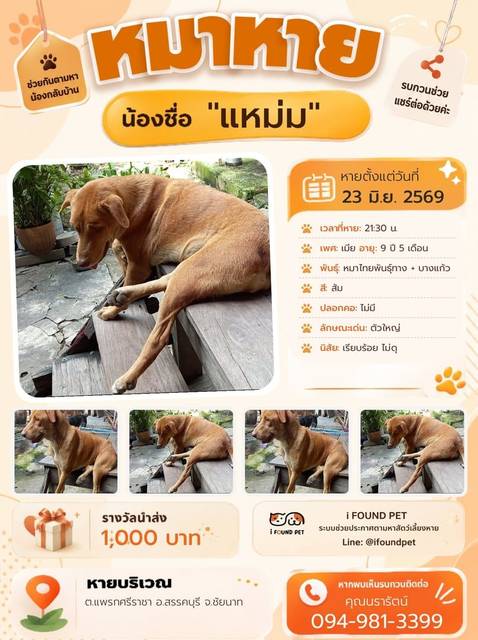 สุนัข ส้ม ตัวใหญ่ · ไม่มี