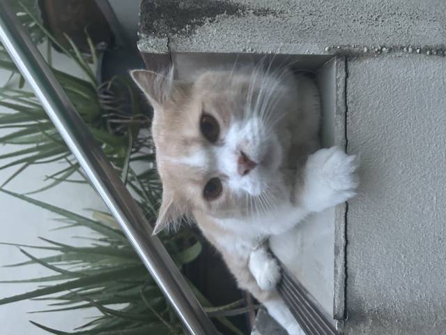แมว ขาว ครีม