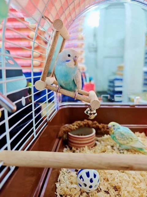 นก ฟ้า เป็นลูกป้อนที่เพิ่งบินได้