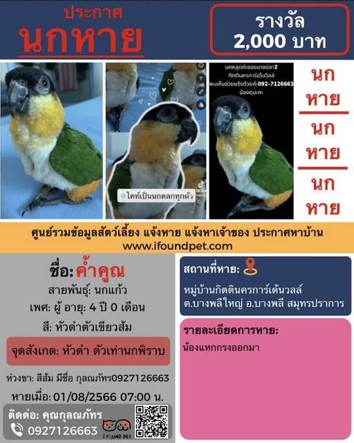 นก หัวดำตัวเขียวส้ม หัวดำ ตัวเท่านกพิราบ