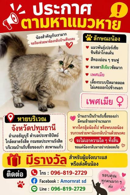 แมว เทา ตาสีเขียวชัด · ไม่มี
