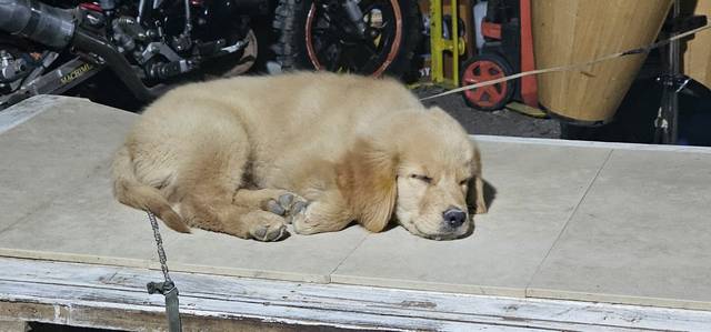 สุนัข ครีม