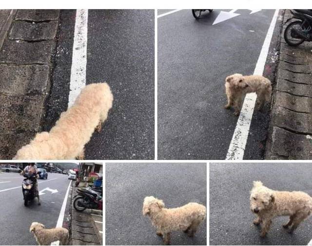 สุนัข ครีม ขายาว ขนสีครีม ตัวป้อมๆ ผสมเทอมเรีย ยอคเชีย
