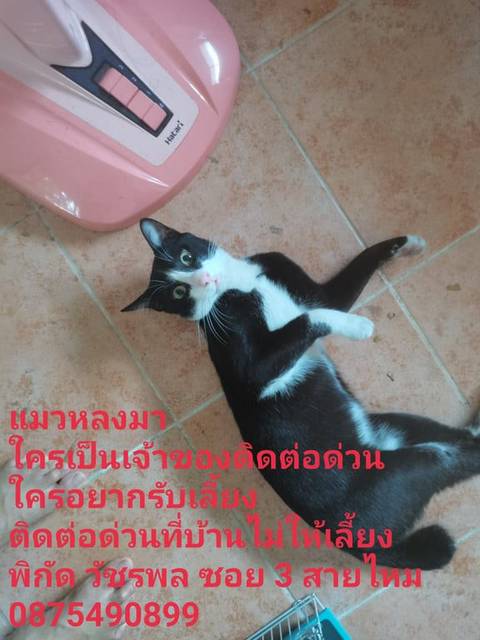 แมว ดำ แมวหลงมา วันที่ 24/5/66 เวลา ตี 5 ที่เห็น ที่บ้านไม่ให้เลี้ยง แมวก็ไม่ทานอะไรเลยให้อะไรเขาก็ไม่กิน อาจจะยื้อได้ไม่กี่สัปดาห์ต้องปล่อย ลองโทรมาถามดูก่อนได้ค่ะ