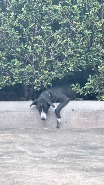สุนัข ดำ น้องมาหลบอยู่ใต้พุ่มไม้ที่ทำงานค่ะเปียกฝนด้วยฝนตกบ่อยช่วงนี้