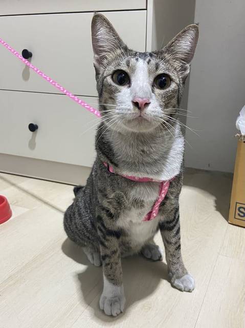 แมว สลิด หน้าขาว เท้าขาว แมวลายสลิด หางงอ จมูกชมพู ตัวใหญ่ น้ำหนักประมาณ 4-5 กก