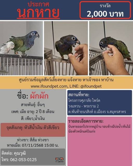 นก เขียว น้ำเงิน หัวสีน้ำเงิน ตัวสีเขียว