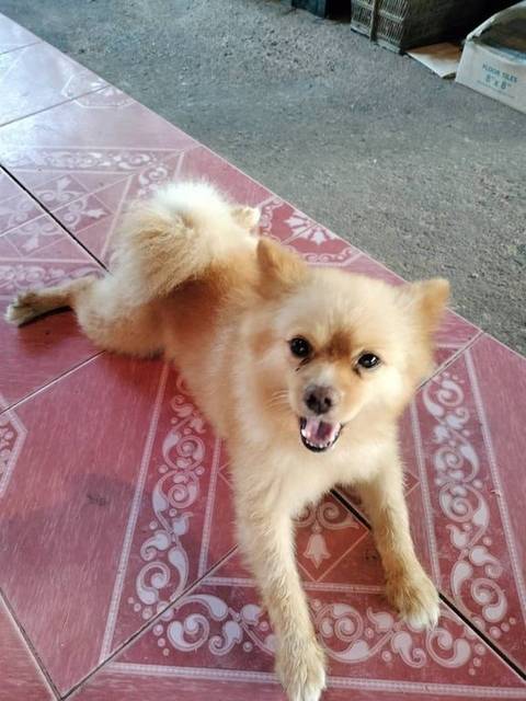 สุนัข น้ำตาล