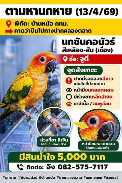นก ส้ม เหลือง • ปากมีรอยลอก/รอยขาว ช่วงกลางปากค่อนข้างเยอะ • หน้ามีขนหลอดผสม • ใส่ห่วงเหล็กสีเงินที่ขา • ขาสีเนื้อ