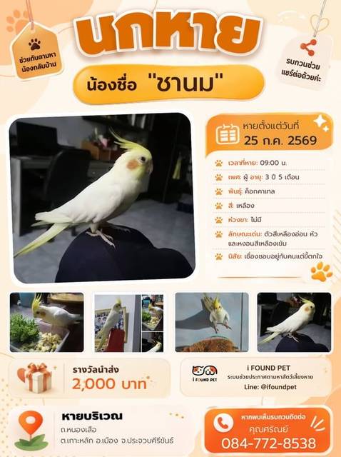 นก เหลือง ตัวสีเหลืองอ่อน หัวและหงอนสีเหลืองเข้ม