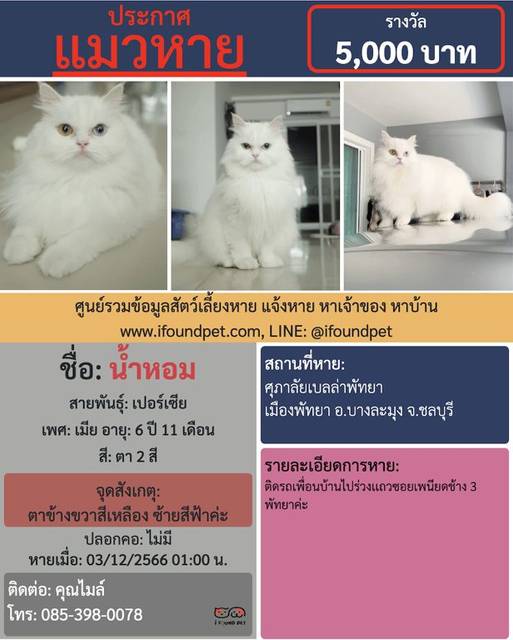 แมว ตา 2 สี ตาข้างขวาสีเหลือง ซ้ายสีฟ้าค่ะ · ไม่มี