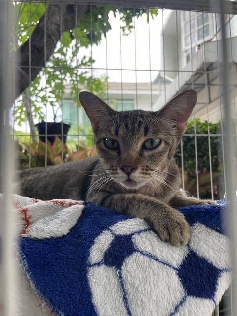 แมว สลิด ตัวเล็ก เชื่อง เข้าหาคน ร้องเก่ง มี microchip ติดมาด้วยค่ะ เบอร์ 900012000893819 ลองหาข้อมูลจาก web กทม เจอว่าชื่อ อาม๋าย เกิด 25/01/2565 ทำหมันแล้วค่ะ