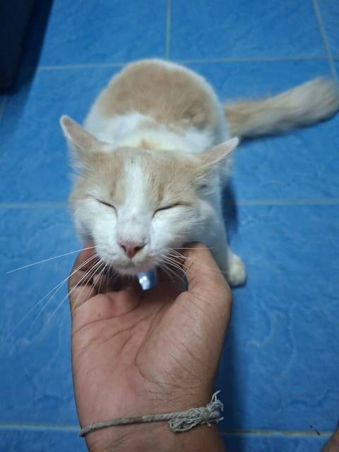 แมว ขาว นวล มีขนรูปหัวใจตรงกลางหลัง · ไม่มี
