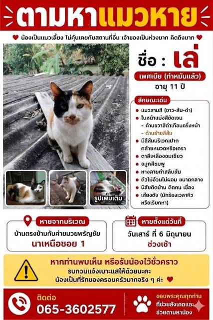 แมว สามสี หน้าแบ่งสีชัดเจน ครึ่งนึงสีส้ม ครึ่งนึงสีดำ มีรอยสีส้มเหมือนนวดตรงปาก · ไม่มี