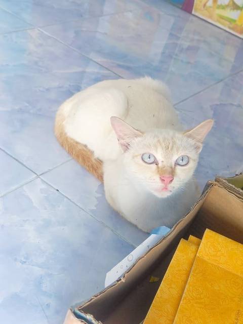 แมว ส้มอ่อนปนครีม จมูกชมพู