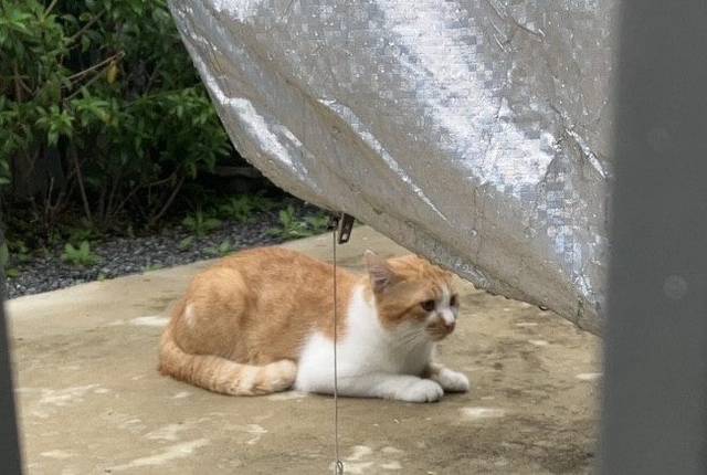 แมว ส้ม ขาว น้องหลงมาอยู่แถวบ้าน แม่แจ้งว่าเมื่อก่อน (ไม่เกิน 3 อาทิตย์) ที่เจอเคยมีปลอกคอ