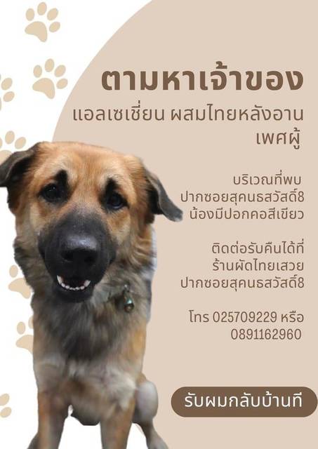 สุนัข ปากดำน้ำตาล ไทยหลังอานผสมอาเซเชียล ปากดำหน้าน้ำตาล เป็นมิตร เชื่องมากๆ