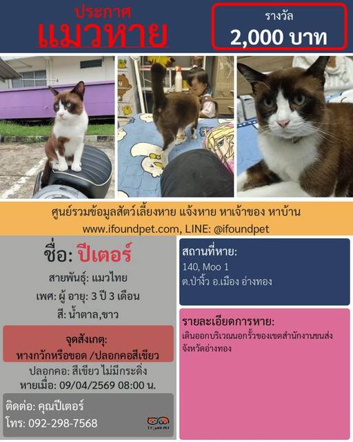 แมว น้ำตาล ขาว หางกวักหรือขอด /ปลอกคอสีเขียว · สีเขียว ไม่มีกระดิ่ง