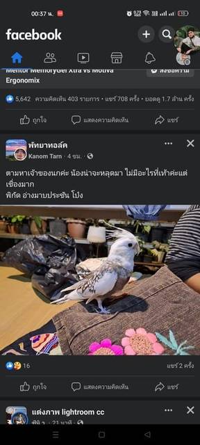 นก ขาวเทา อ่างมาบประชัน โป่งพัทยา
