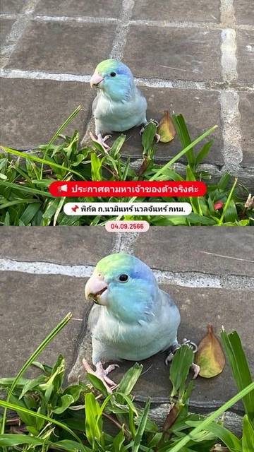 นก เทอควอย