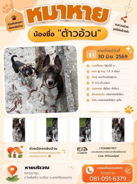 สุนัข ขาว ดำ เปรอะ ปลอกคอสีเขียว · สีเขียว สีเขียว