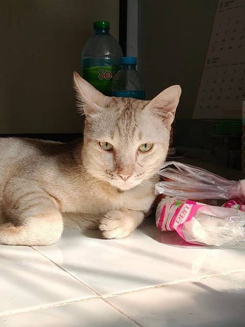 แมว ครีม ลายเหมือนปลาเผา/ลายเสือแต่ค่อนข้างจาง สีเข้มสุดที่หัว น่องกับเท้า · สีเทา ปลอกคอสกปรกมากเพราะไม่ได้ถอดเปลี่ยนมานาน แต่คิดว่าตอนที่หายน่าจะยังอยู่กับน้องค่ะ