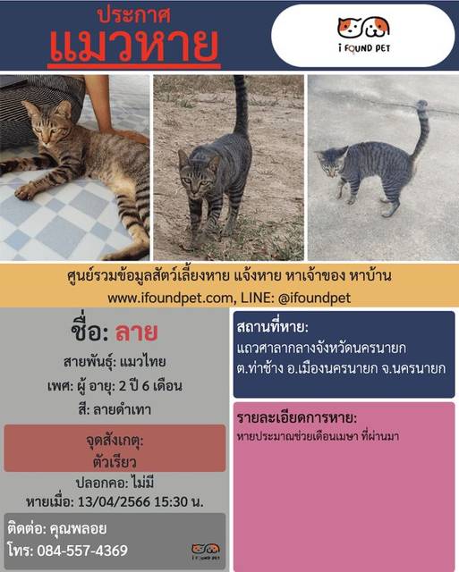 แมว ลายดำเทา ตัวเรียว · ไม่มี