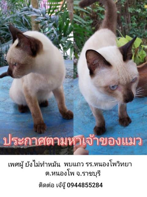 แมว ขาว น้ำตาลอ่อน ยังไม่ทำหมัน