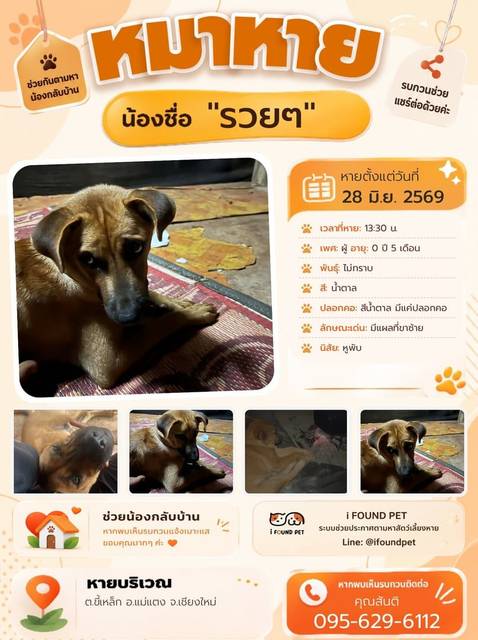 สุนัข น้ำตาล มีแผลที่ขาซ้าย · สีน้ำตาล มีแค่ปลอกคอ