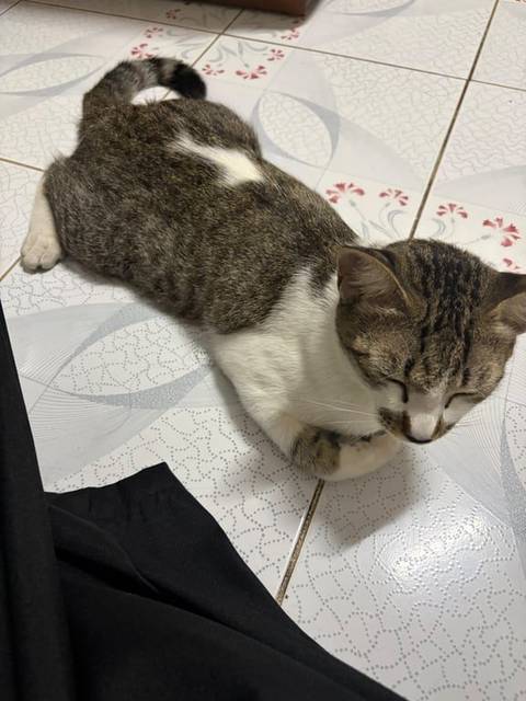 แมว ขาว เทา ตัวสีขาวเทา · ไม่มี