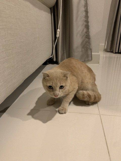 แมว ส้ม น้องเป็นพันสก็อตติช โฟลด์ หูดีดออก สีส้มอ่อนๆ มีลายที่หาง ตัวไม่ใหญ่มาก เหมือนแมวอายุประมาณ7-10เดือน ยังไม่ได้ทำหมัน ติดคน อ้อนเก่ง