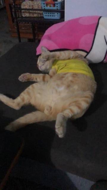 แมว ส้ม มีพุงย้วยๆ · ไม่มี