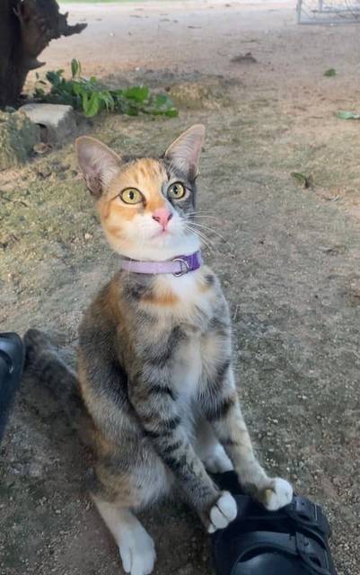 แมว เปรอะ สีส้มตรงหน้าผาก หัวเถิก · สีม่วง มีเขียนเบอร์ไว้ที่ปลอกคอแต่สีเริ่มจางแล้ว