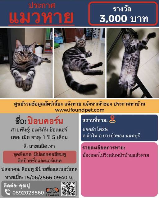 แมว ลายเท็บบี้เทาลายดำ ลายชัด​ หางยาว​ จมูกชมพู​ มีปลอกคอ​สีชมพู​ ติดป้ายชื่อและแอร์​แทค (ไม่แน่ใจว่าหลุดหายไปหรือยัง)​ · สีชมพู มีป้ายชื่อและแอร์แทค