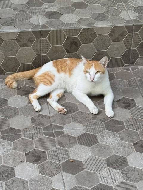 แมว สามสี ส้ม ขาว รูปหัวใจใหญ่ๆด้านข้างขวา · ไม่มี