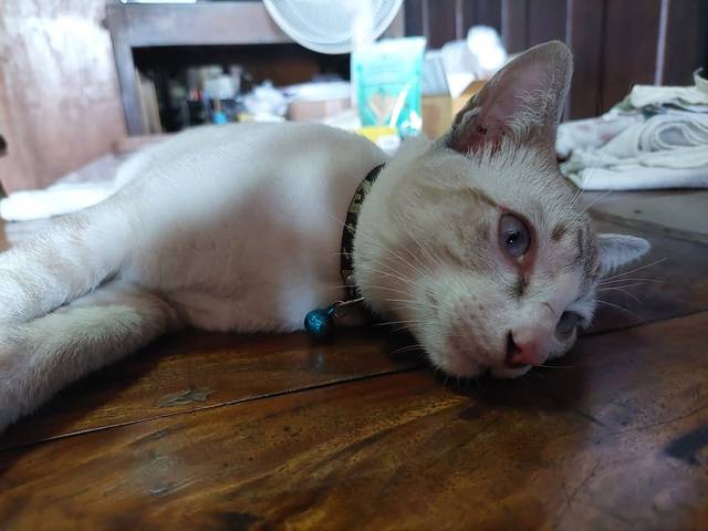 แมว สีน้ำตาลอ่อนค่อนไปสีขาว ตัดเล็บ ปลายหางขอด
