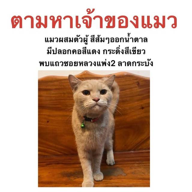 แมว ส้มออกน้ำตาล น้องฟันเคี้ยวข้างขวาแหว่งไม่แน่ใจว่าเกิดก่อนหรือเพิ่งเป็น มีนิสัยเข้ากับคนได้