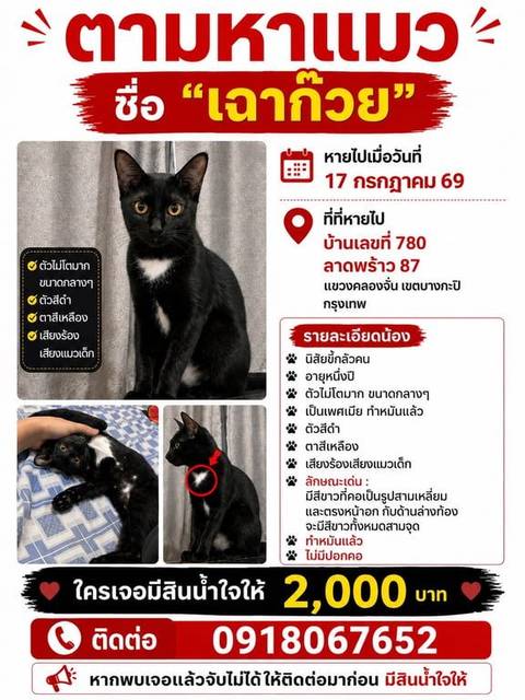 แมว ดำ มีสีขาวที่คอเป็นรูปสามเหลี่ยมและตรงหน้าอก กับด้านล่างท้อง จะมีสีขาวทั้งหมดสามจุด เเละขี้กลัวคน · ไม่มี