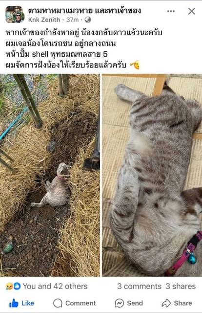 แมว สลิด น้องโดนรถชนกลับดาวแมวแล้ว