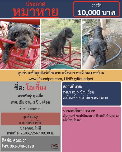 สุนัข ดำออกเทาๆ ตาบอดข้างซ้าย · ไม่มี