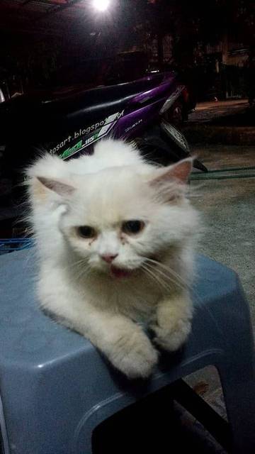 แมว สีขาว ตัวสีขาวไม่ล้วน มีสีส้มๆตรงประมาณกลางหลังเล็ดน้อย ตัวผอม