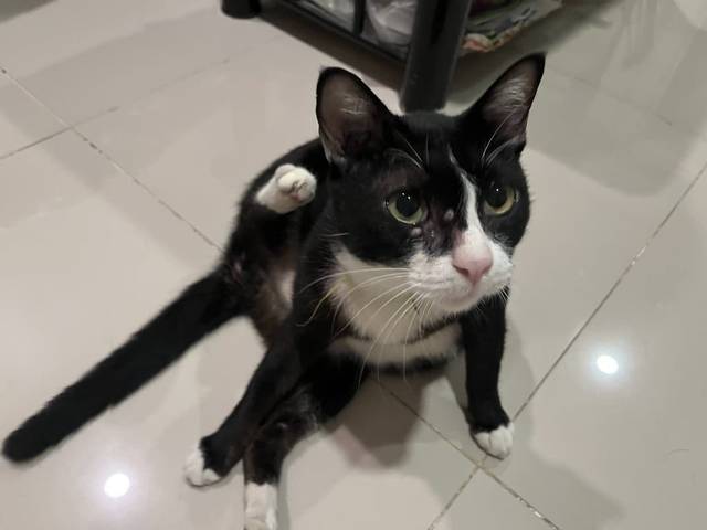 แมว ดำ ขาว น้องแมวขนสั้นสีดำ-ขาว ลายทักซิโด้ เชื่องมาก มีปลอกคอสีเหลือง